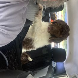 Goldendoodle Puppies from First Mountain Doodles