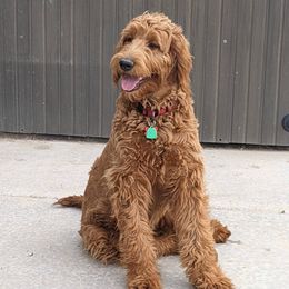 Ruba - Goldendoodle