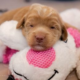 Australian Labradoodle Puppies from Integrity Labradoodles