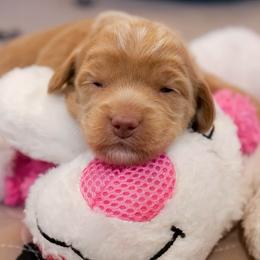 Australian Labradoodle Puppies from Integrity Labradoodles