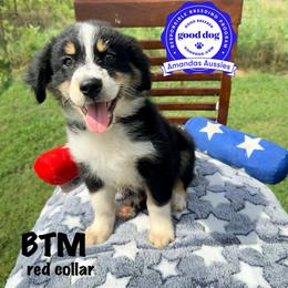 BTM red collar - Black tri-color male Australian Shepherd puppy in Greenville, Texas from Amandas Aussies