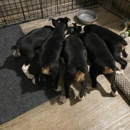 Rat Terrier Puppies from Hawthorne Terriers