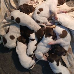 Girl 1 - Liver roan female German Shorthaired Pointer puppy in Laporte, Minnesota from Northern Odyssey Gun Dogs