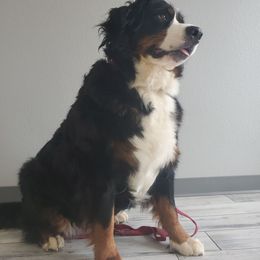 Rio - Bernese Mountain Dog