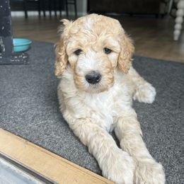 Goldendoodle Puppies from Hilltop Goldendoodles