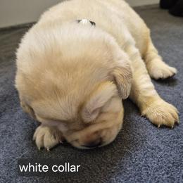 Samoa white collar - Yellow female Labrador Retriever puppy in Greenwich, Ohio from Pure Gem Kennel