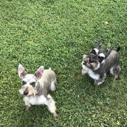 Miniature Schnauzer Puppies from Pierhaus Minature Schnauzers
