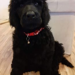 Aussiedoodle, Australian Shepherd, and Poodle Puppies from Kay Kay's Pupper Patch