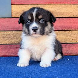 Kix - Black and tan male American Corgi puppy in Shawnee, Oklahoma from Sunray Ranch