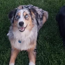 Miniature Australian Shepherds from Victor Mini Aussies