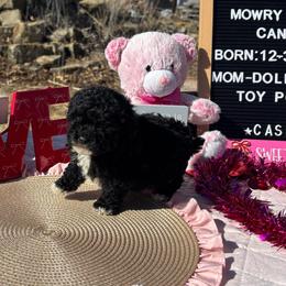 Johnny Cash - Black male Poodle puppy in Hopkins, Missouri from Mowry Creek Mini Aussiedoodles and More
