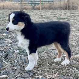 Rocco - Black tri male Miniature Australian Shepherd puppy in Bly, Oregon from Apacheblus Toy Aussies