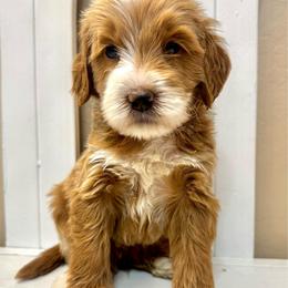 Gobble - Red  male Goldendoodle puppy in Peoria, Arizona from Cactus Doods