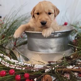 Golden Retriever Puppies from Loeffelholz Family Golden Retrievers