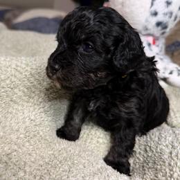Licorice - Black male Cavapoo puppy in Spokane, Washington from PJE Cavs and Poos