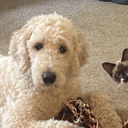 Buttercup - Goldendoodle