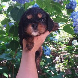 Cavalier King Charles Spaniel Puppies from Georgia Alabama Cavaliers