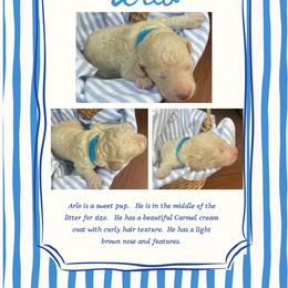 Arlo- light blue - Cream male Goldendoodle puppy in Carlton, Minnesota from Lakeside Doodles MN