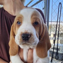 Jerry - Black brown and white male Basset Hound puppy in Greenleaf, Idaho from Happy Acre Bassets