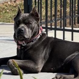 Rox - Cane Corso
