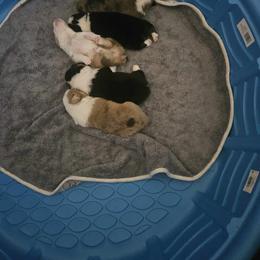 American Corgi Puppies from GC Farms Corgis