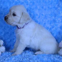 Girl purple - female Golden Retriever puppy in Pasadena, Maryland from Promise Land