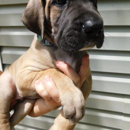 Great Dane Puppies from Country Danes