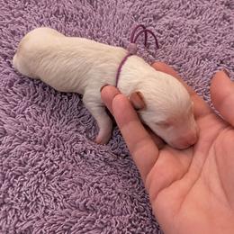 Halo - Cream female Poodle puppy in Washington, Pennsylvania from Patriotic Poodles