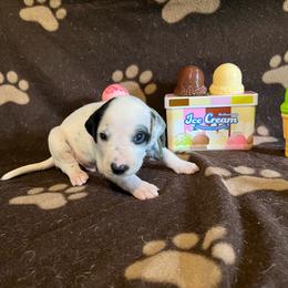 Pistachio- Green- HUA - White and black male Dalmatian puppy in Claremore, Oklahoma from Lotsofdots Dalmatians