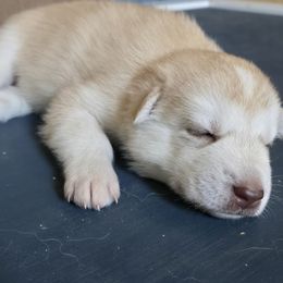The Tan One - Cream male Companion Cross puppy in Augusta, Maine from Alaskan Huskies of Maine