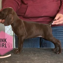 Pink Girl - Liver female German Shorthaired Pointer puppy in Dearborn, Missouri from Hardwood Kennels