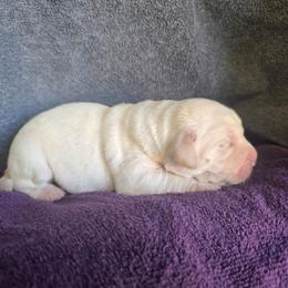 Yellow Female 3 - Yellow female Labrador Retriever puppy in Conway, Missouri from Patton's Triple Pine Farm