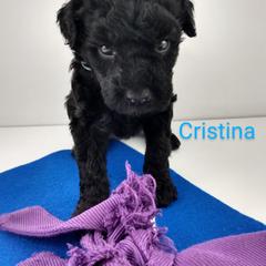 Poodle and Whoodle Puppies from Twin Pines