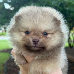 Chocolate Sable Girl - Chocolate sable female Pomeranian puppy in Youngstown, Ohio from Peachy Pomeranians