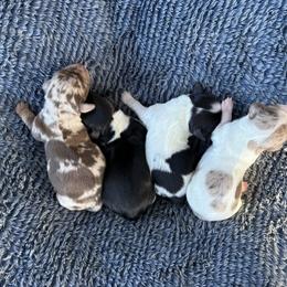 Dachshund puppies from Little e Dachshunds