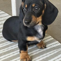 Girl 1 - female Dachshund puppy in Safety Harbor, Florida from Tonya's Dachshunds
