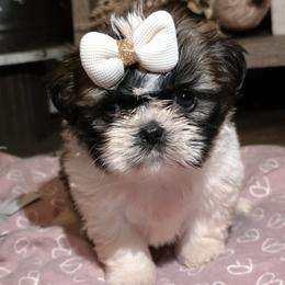 Cherry - Red and white female Shih Tzu puppy in North Carolina from WillowCreek Mountain View Shih Tzu