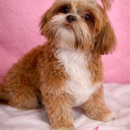 Açai - Shih Tzu