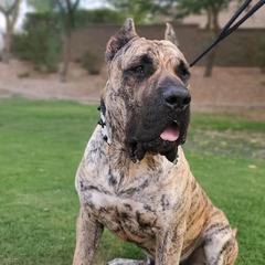 Perro de Presa Canarios from Born Legends Presa, LLC