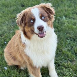 Stitch - Miniature Australian Shepherd