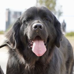 Eleanor - Newfoundland