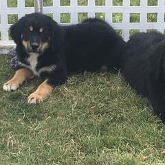 Bernese Mountain Dog, Golden Mountain Dog, and Golden Retriever Puppies from Canyon Meadows Farm