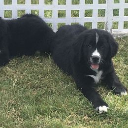 Bernese Mountain Dog, Golden Mountain Dog, and Golden Retriever Puppies from Canyon Meadows Farm