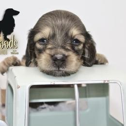 Dachshund Puppies from Piney Woods Miniature Dachshunds