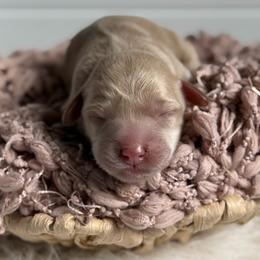 Pink - Caramel cream female Australian Labradoodle puppy in Auburn, Washington from West Valley Labradoodles