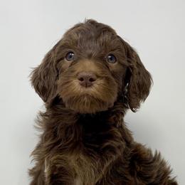 Nolan - Phantom male Goldendoodle puppy in Calhoun, Georgia from FamilyLoved Doodles