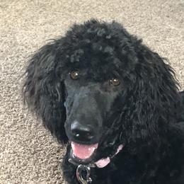 Shadow - Poodle