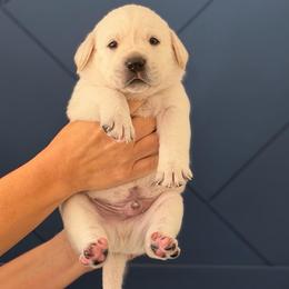 Orange - Yellow male Labrador Retriever puppy in Temecula, California from Oak Valley Labradors