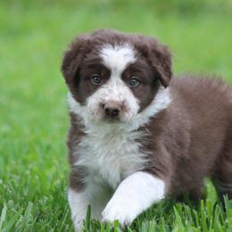 Red male - Red male Border Collie puppy in Tylertown, Mississippi from Cool Meadow Farms