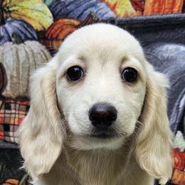 Eve (3800) - Cream female Dachshund puppy in Ovett, Mississippi from Anytime Dachshunds by D.B.